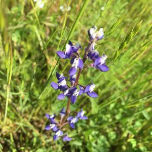 FolsomLakePurple3030