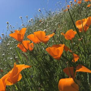 poppies2424