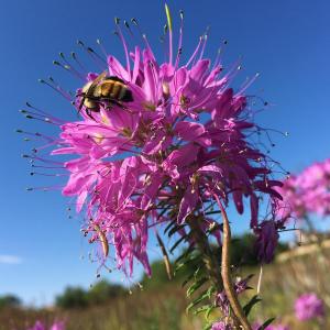 rockymtnbeeplant3030